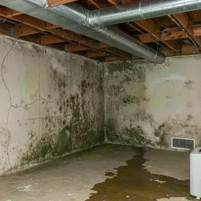 Professional Mold Removal in Warson Woods, MO